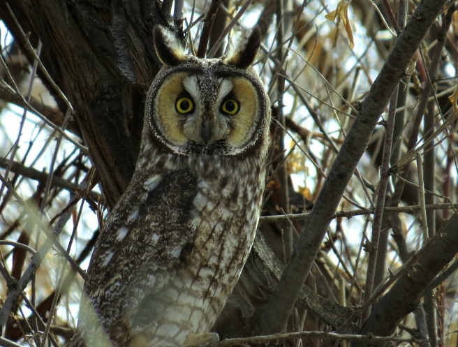 Owl, Long-eared Chico Basin 3-3-16